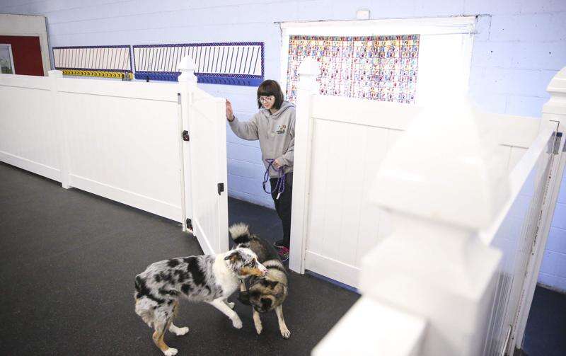 Pawsitive Paws Academy in Cedar Rapids aims for positive training