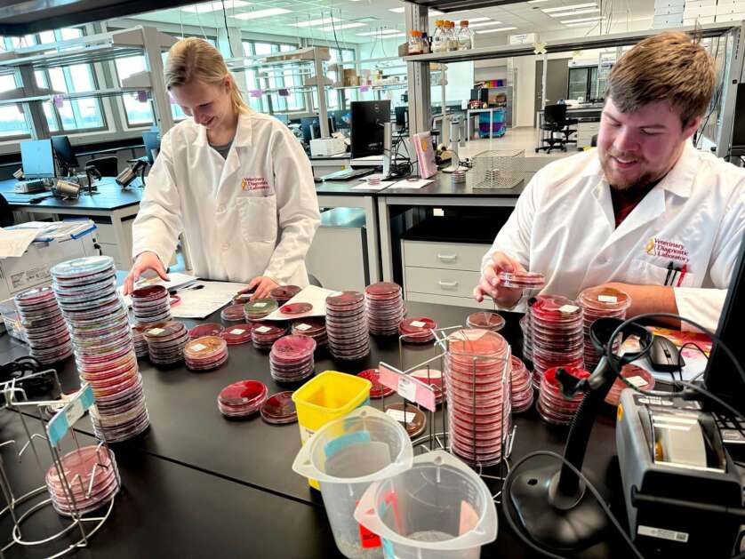 Iowa State University diagnostic associate Karissa Lageson (left) and student employee Logan Proctor sort bacterial culture plates on the first day that the first phase of the new Veterinary Diagnostic Lab opened March 11. (Provided by Iowa State University)