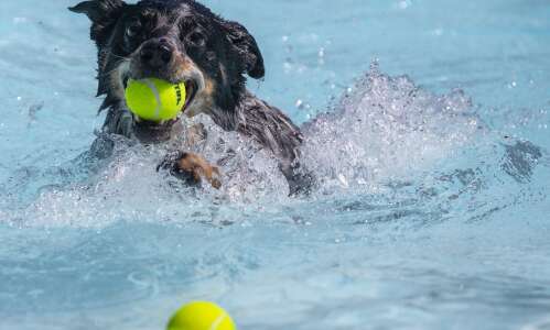 Dog paddle event at City Park Pool