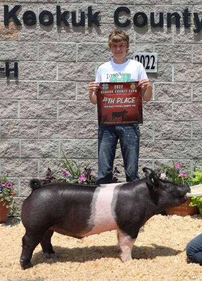 Keokuk County Expo Swine