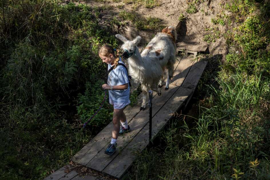 Rylin Sahr, age 11, of Potosi Wisc. leads Albie the llama during a llama hike at Prairie Patch Farm in Johnson County, Iowa on Sunday, October 1, 2023. The farm offers group hikes with Llamas on the property’s 49-acre wildlife preserve.  (Nick Rohlman/The Gazette)