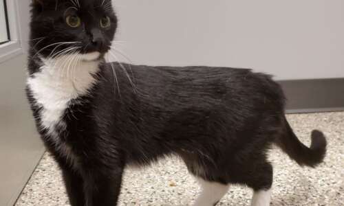 Cedar Rapids animal care offering cat adoption special in January