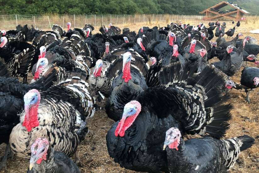 10 fascinating facts about your Thanksgiving turkey