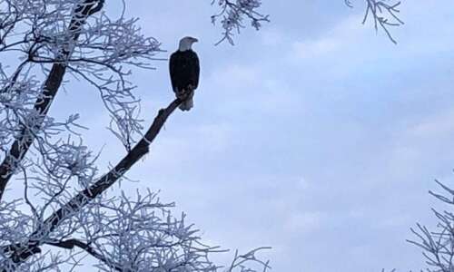 The success story of bald eagles in Iowa