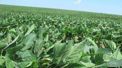 Farmers say weekend rain helped soybeans