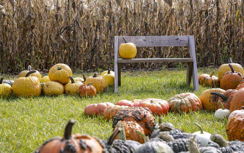 Iowa’s pumpkin patches, haunted houses adapt to pandemic’s limits