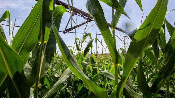 Officials: Stop bugging bear roaming through Iowa cornfield