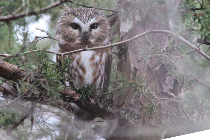 Owls of winter