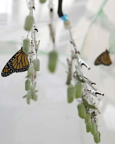 Someday we might be able to mass produce monarch butterflies