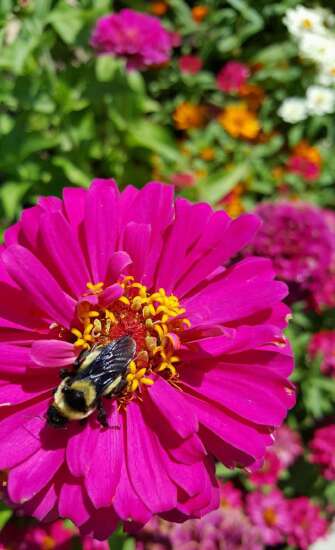 Suddenly have a sunny yard? Here are plants loved by pollinators