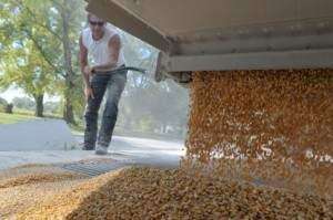 For first time, more corn used for ethanol than livestock
