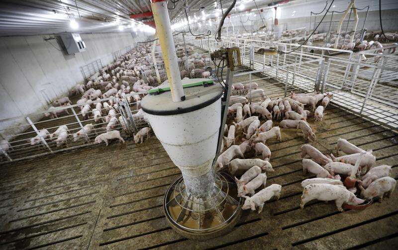 Factory farms produce plentiful food — and problems