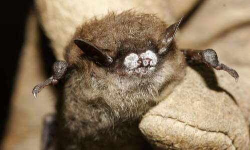 To the BAT Mobile(s)! Volunteers to help monitor Iowa’s bat…