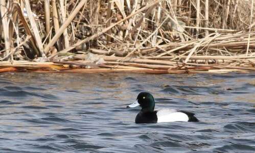 Bird-watching: Duck, duck, goose