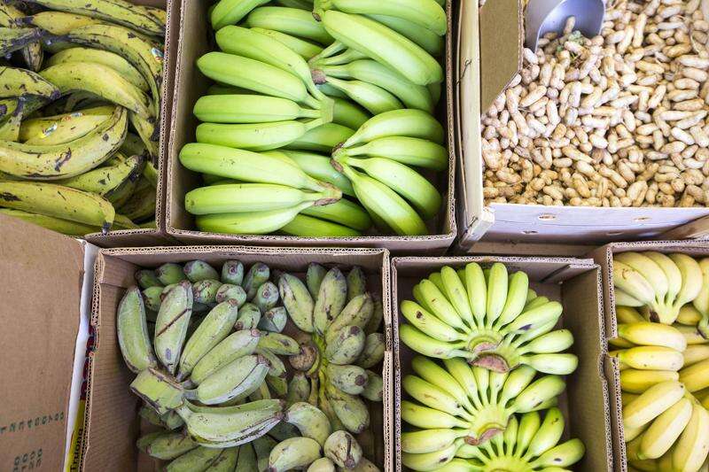 Banana study involving Iowa State raises questions about human testing