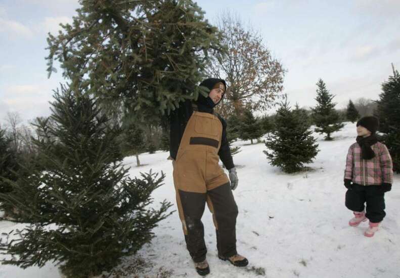 Time Machine: Iowa Christmas tree growers organized 65 years ago to guarantee holiday greenery