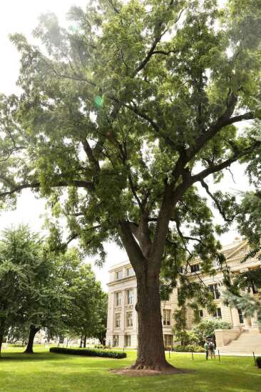 Iowa may have fewer big trees because of climate change