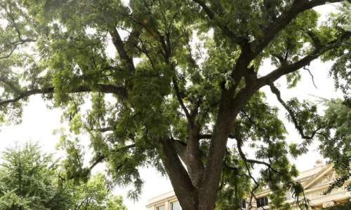 UI Pentacrest Museums launching new Tree Tour series starting Friday