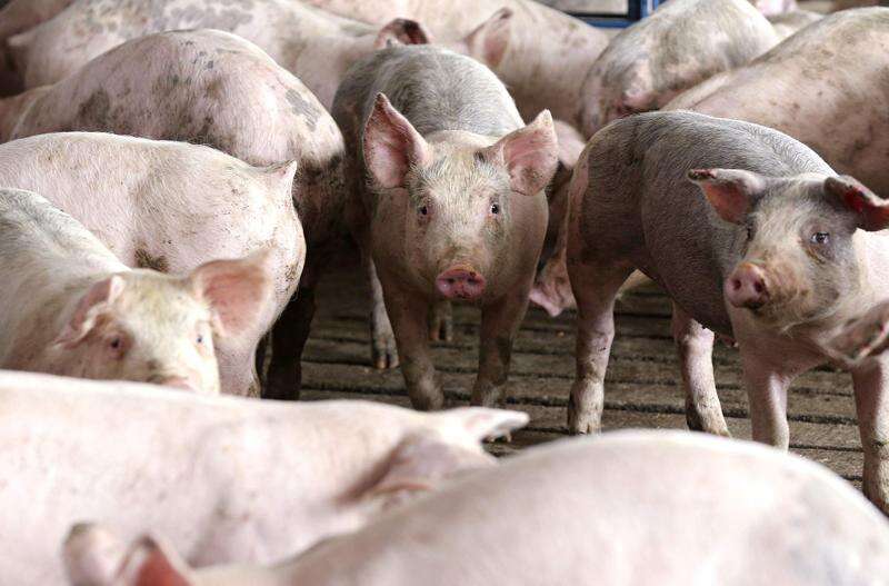 National Pork Producers Council asks USDA to support faster slaughterhouse speeds | The Gazette
