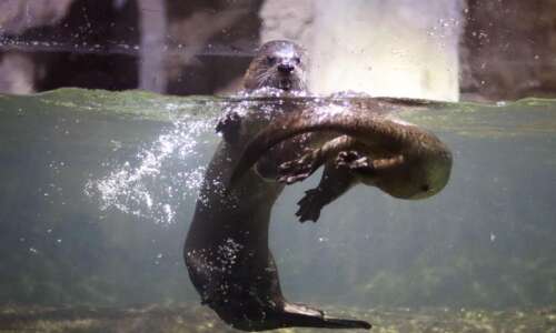 Orphaned otters find friendship at Dubuque aquarium