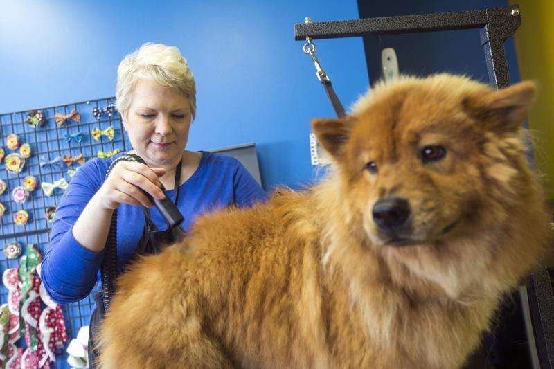Ground Floor: Cedar Rapids dog groomer loves making animals happy