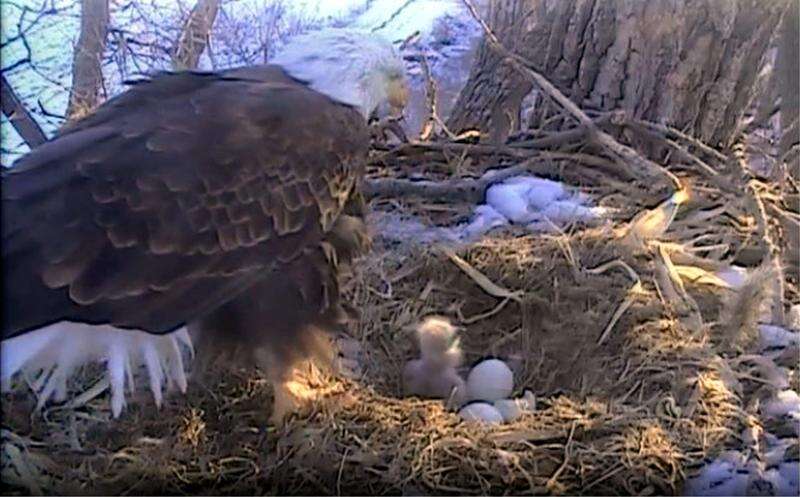 Man who launched Decorah eagles webcam dies