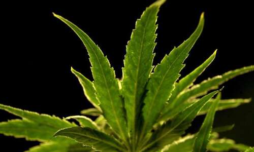 Iowa Democrats push for legal marijuana