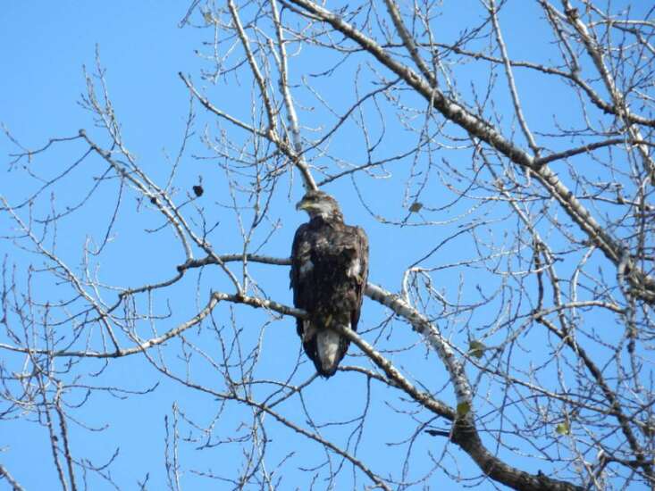 Industrial wind is destroying Iowa’s eagle habitats