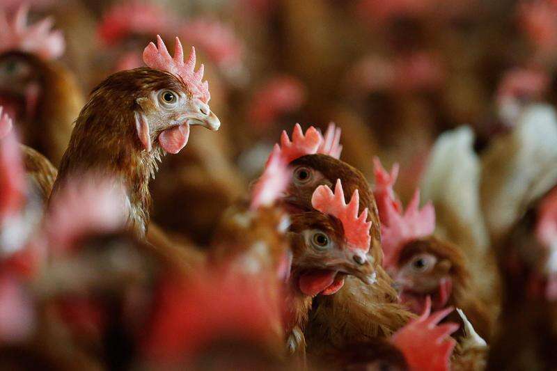 Iowa bill a new tactic in debate over cage-free eggs