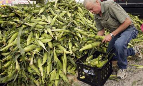 Corn abounds for annual St. Jude's festival