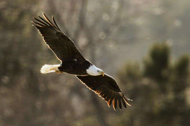 Study links bald eagles and lead exposure