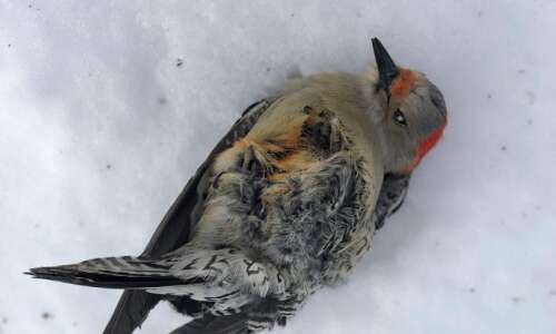 Crusty snow in late winter challenges wildlife