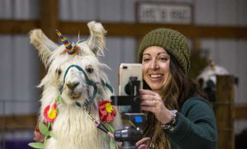 Llama Zoomies: Invite a llama to liven up your next Zoom with help from an…