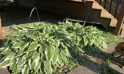 Steps on how to divide your hosta to create more…