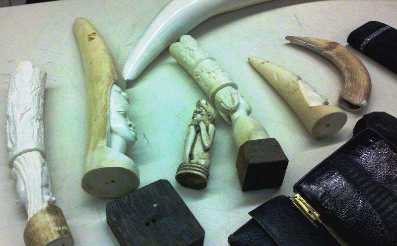 Trophies from elephant hunts in Zimbabwe were banned in the US; Trump just reversed that