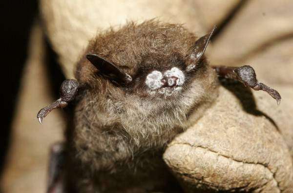 Iowa gets federal grant to study white-nose syndrome in bats