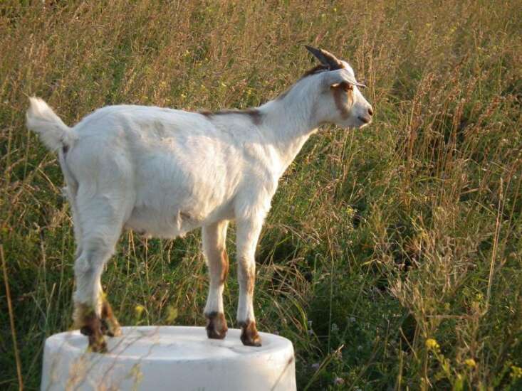 No kidding: Goats to clear vegetation at landfill in Marion