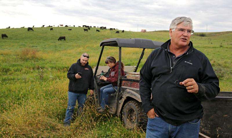 ‘Mob grazing’ helping Iowa cattle producers, pastures