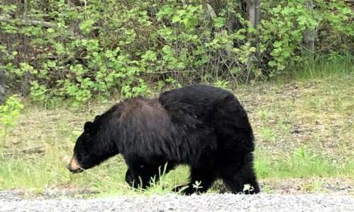 Bear sightings in Iowa getting more common