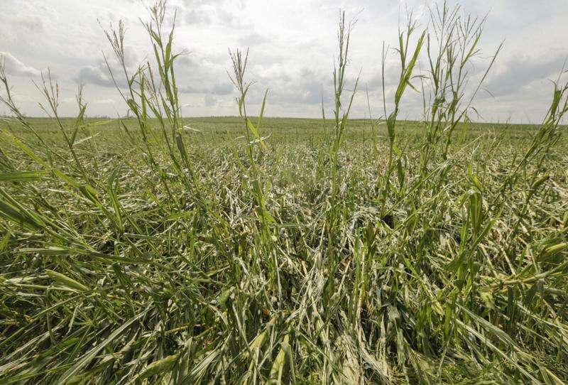 Millions of acres of Iowa corn, soybean crops heavily damaged by derecho, ag secretary says