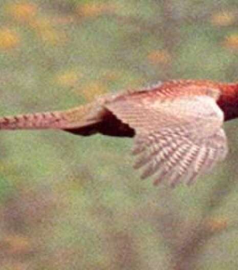 DNR: Pheasant season could be second-best in 12 years