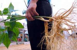 High ginseng prices tempt lawbreakers
