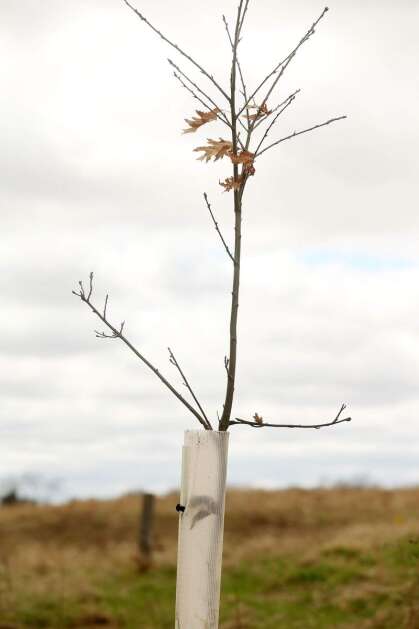 This red oak is one of 400 red oak seedlings Jim and Nina Beeghly planted on their land near Fayette. The trees were purchased with Iowa Resource Enhancement and Protection funds. (The Gazette)