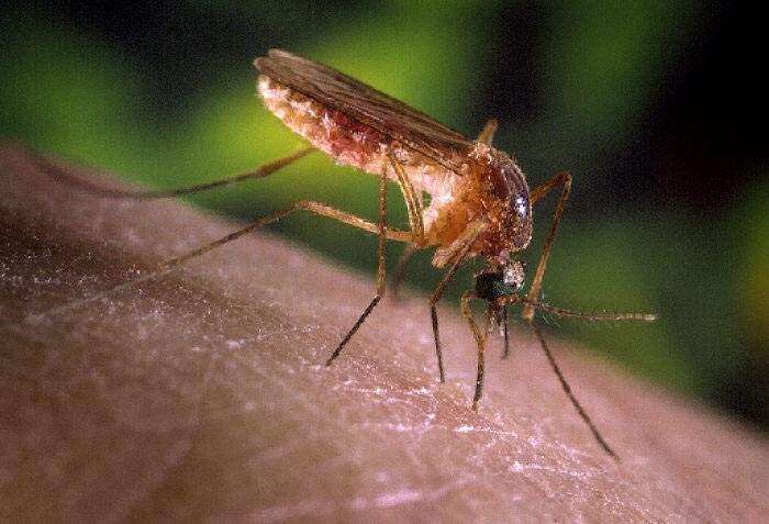 Three early West Nile virus cases reported in Iowa