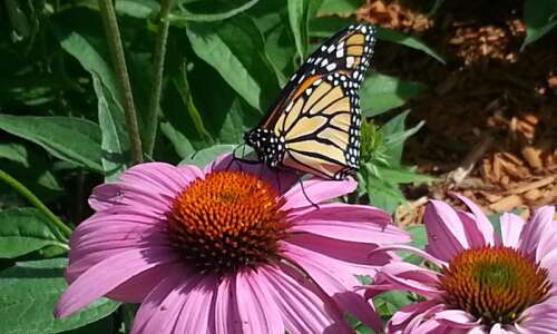 Create your own butterfly garden