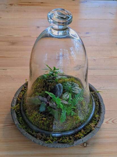 Create a terrarium using what you may already have at home