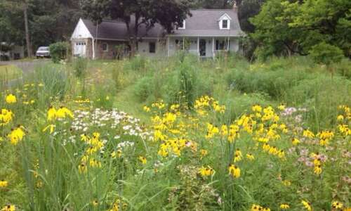 Wondrous yards attract pollinators and reduce flash floods