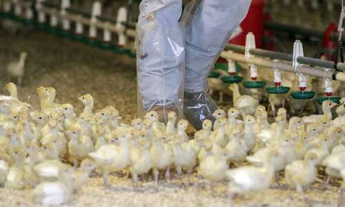 State pivots to bird flu recovery, learning