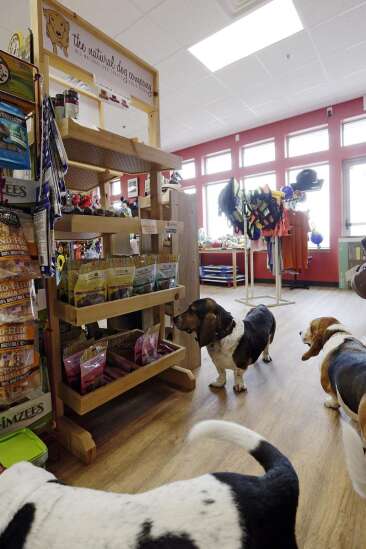 My Biz: ‘A holistic co-op for dogs’
