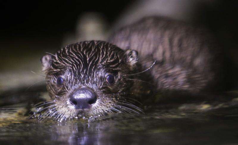 Orphaned otter finds a new home in Dubuque